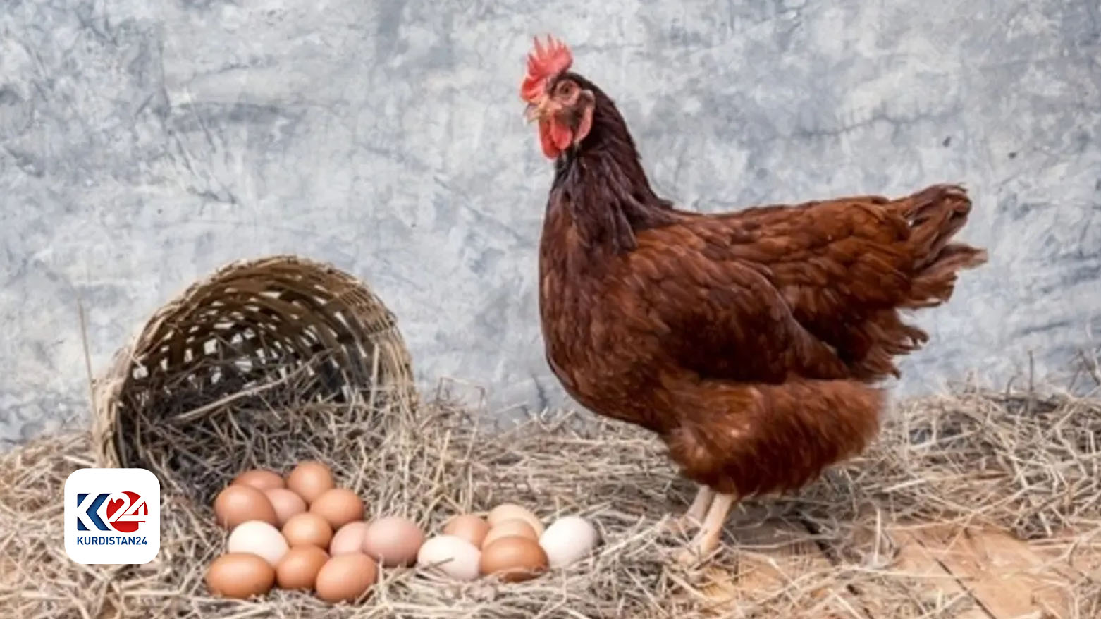 أيهما أكثر غنى بالبروتين الدجاج أم البيض؟